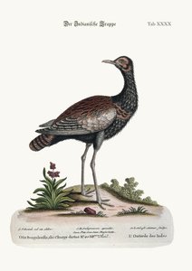 The Indian Bustard ، 1749-1773